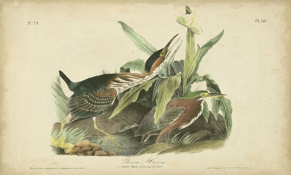 Audubon Green Heron