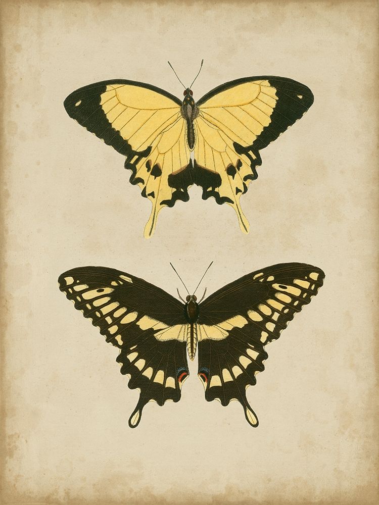 Antique Butterfly Pair I