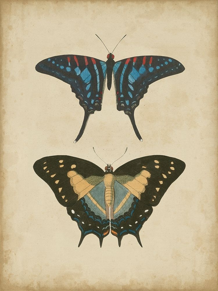 Antique Butterfly Pair III