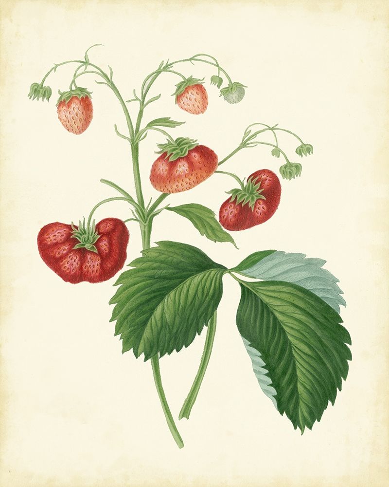 Plantation Strawberries II