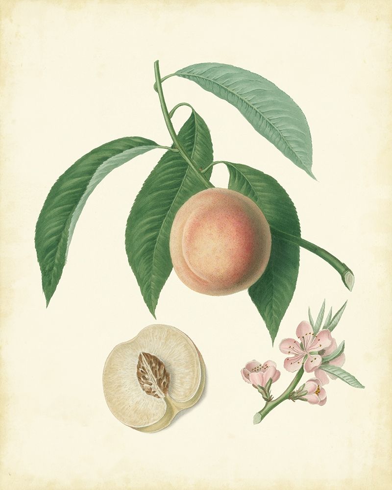 Plantation Peaches I