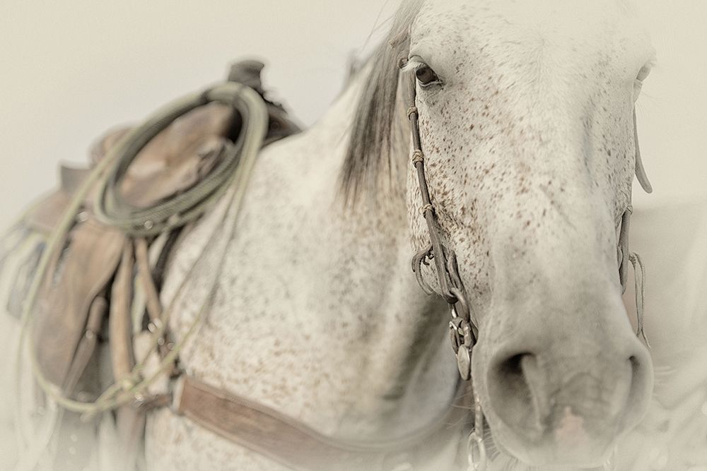 Cow Pony