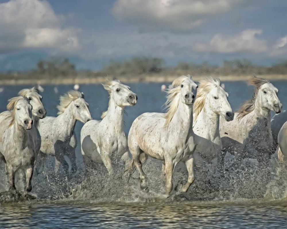 White Horses of the Camargue