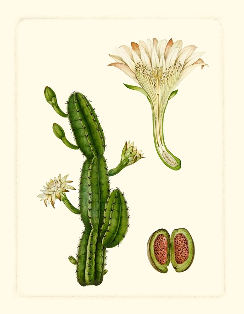 Exotic Flora V