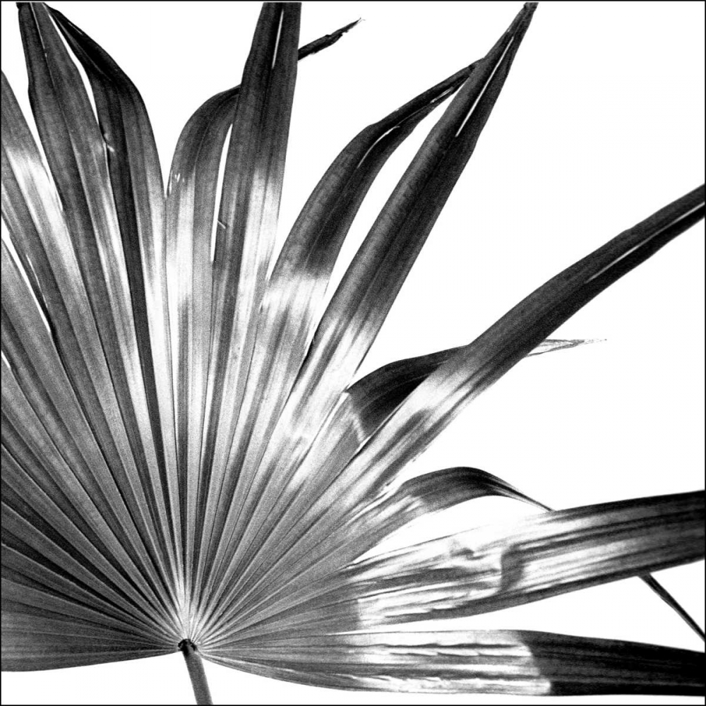 Black and White Palm I