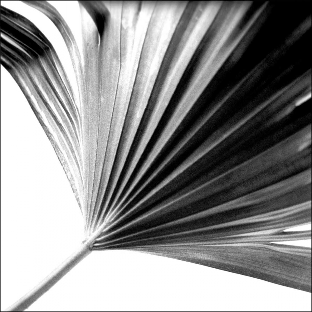 Black and White Palm II