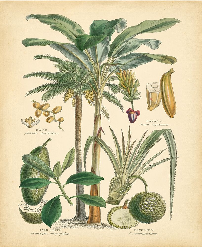 Fruitful Palm II