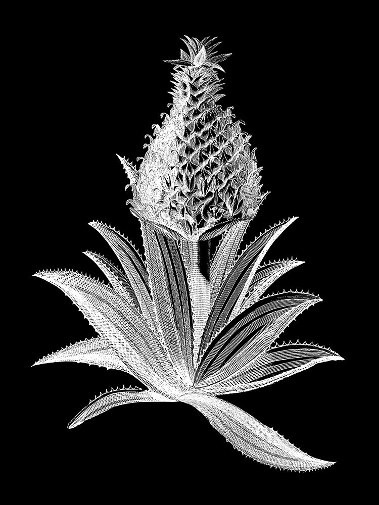 Pineapple Noir I