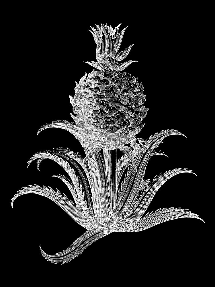 Pineapple Noir II