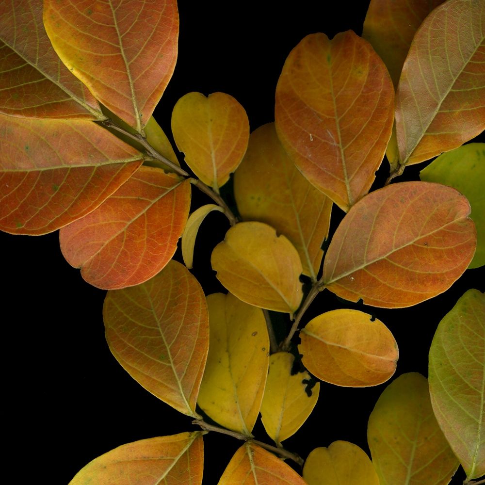 Vivid Leaves I