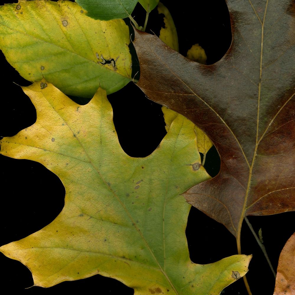 Vivid Leaves II