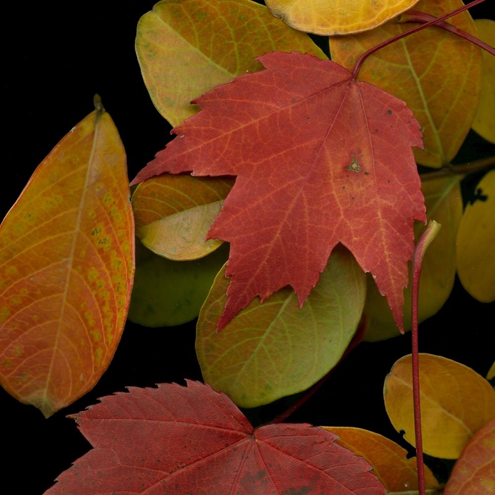 Vivid Leaves III