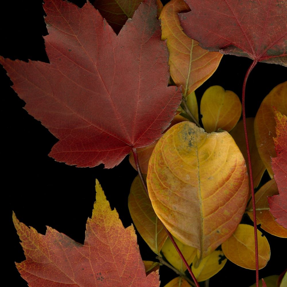 Vivid Leaves IV