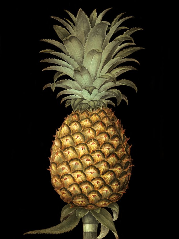 Brookshaw Exotic Pineapple I