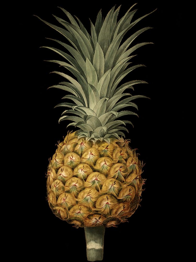 Brookshaw Exotic Pineapple II