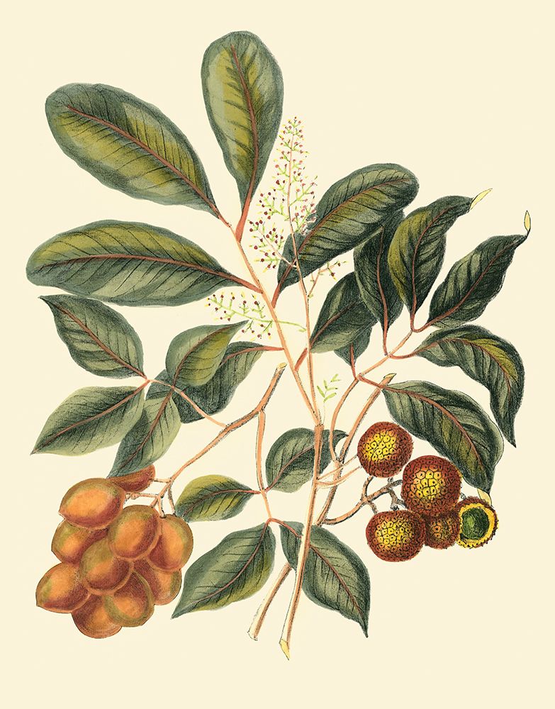 Foliage Flowers And Fruit I