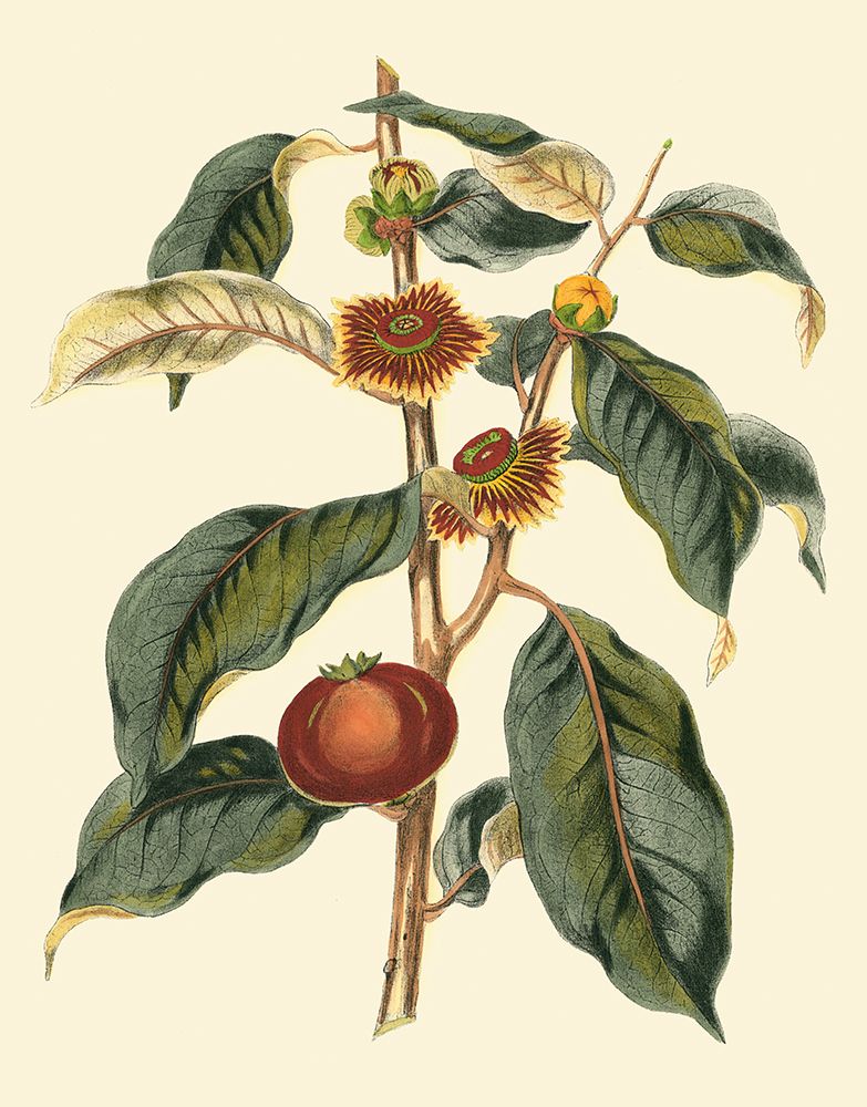 Foliage Flowers And Fruit II