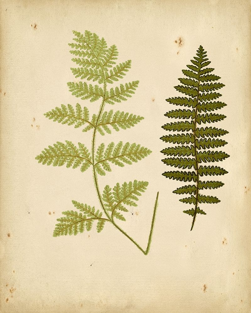 Cottage Ferns III
