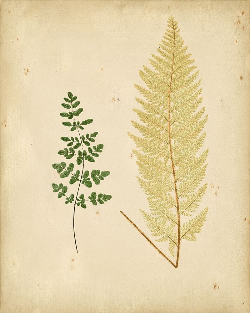 Cottage Ferns IV