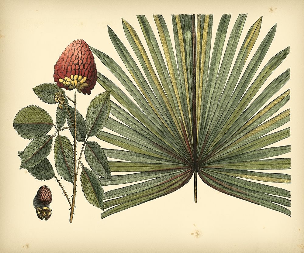 Antique Brazilian Palm