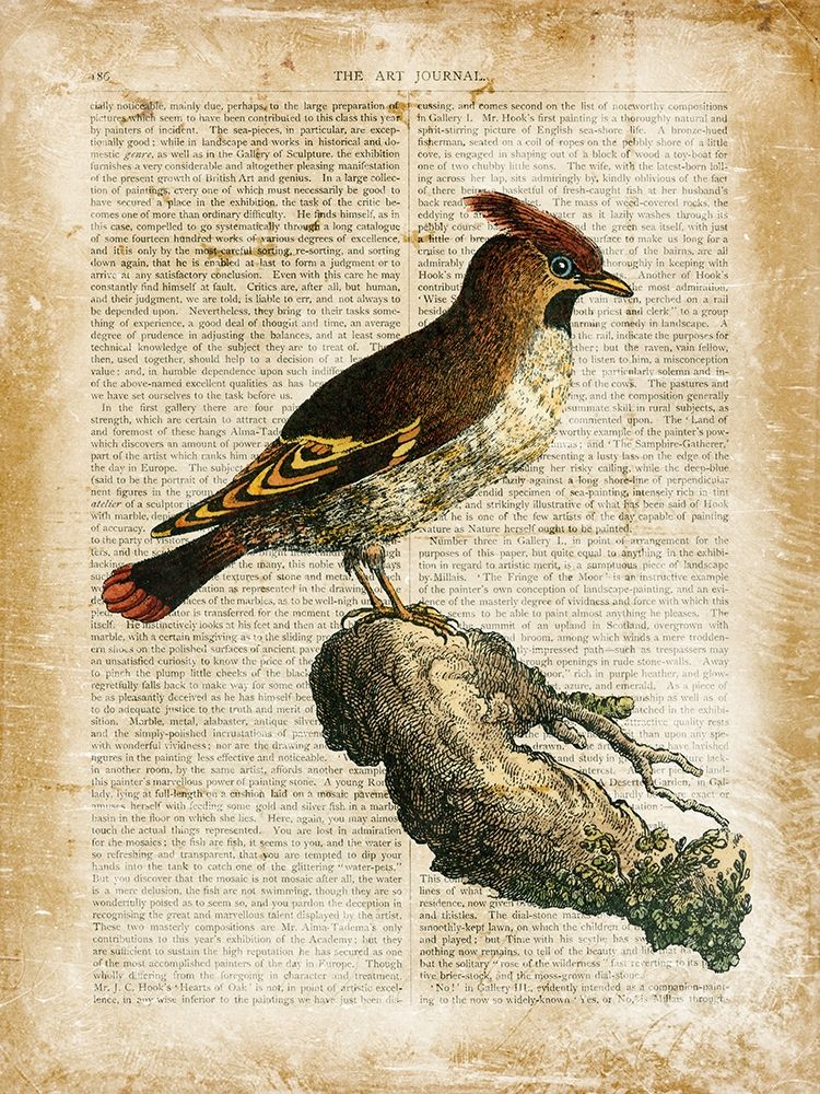 Antiquarian Birds III