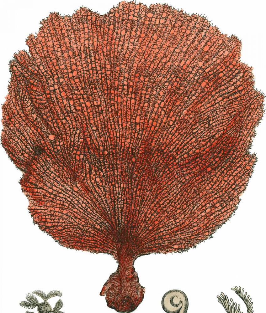Red Coral II