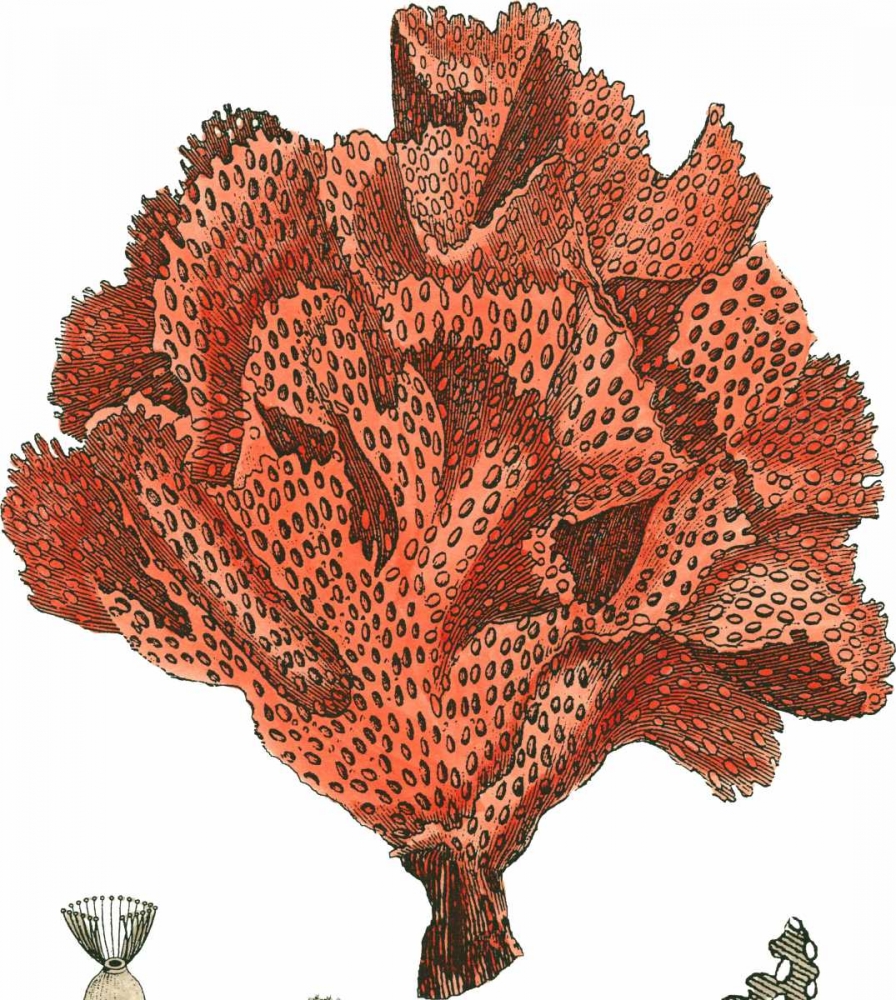 Red Coral IV