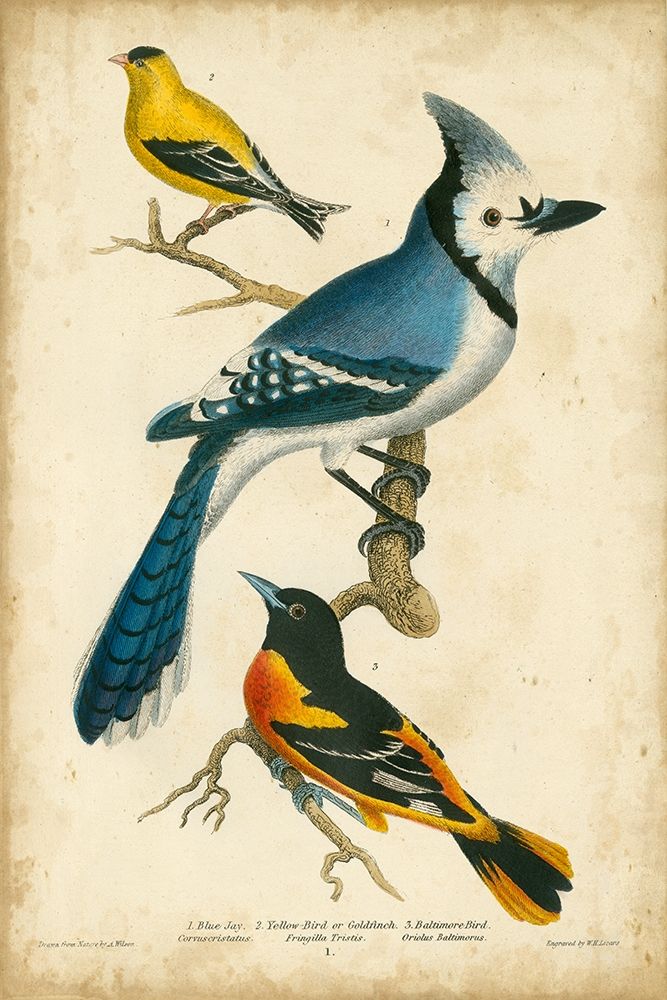 Wilsons Blue Jay