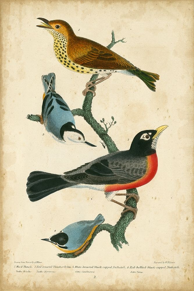 Wilsons Wood Thrush