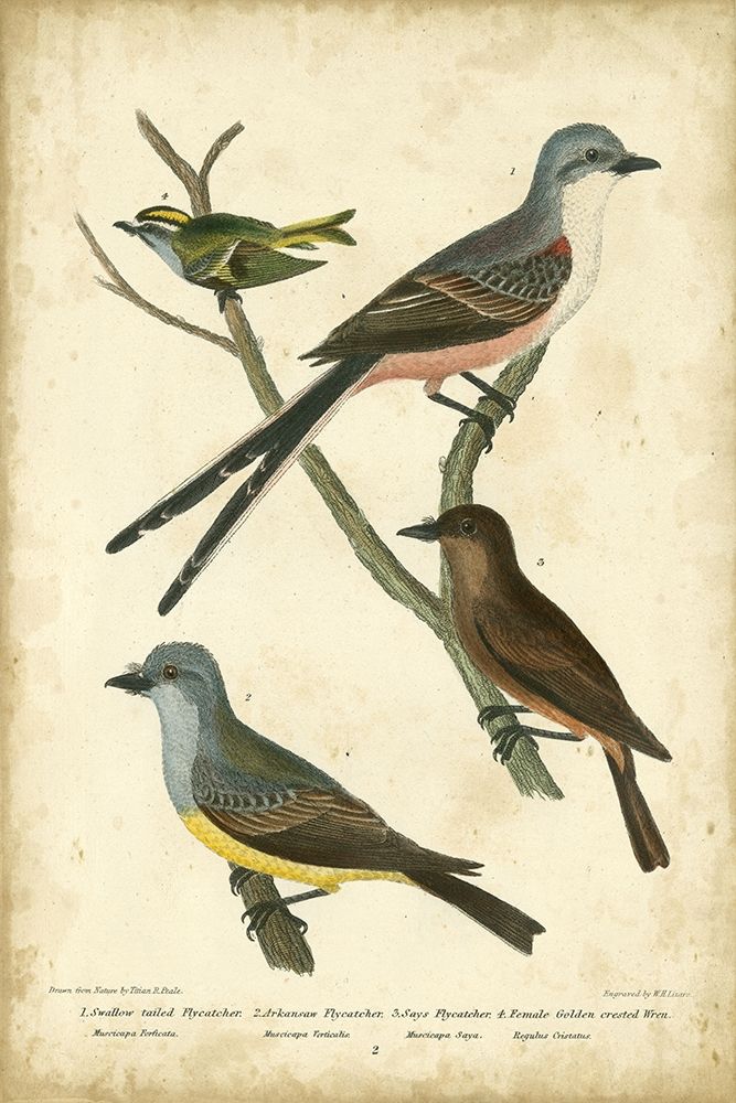 Wilsons Flycatcher