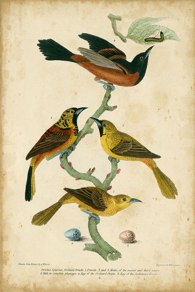 Wilsons Orchard Oriole