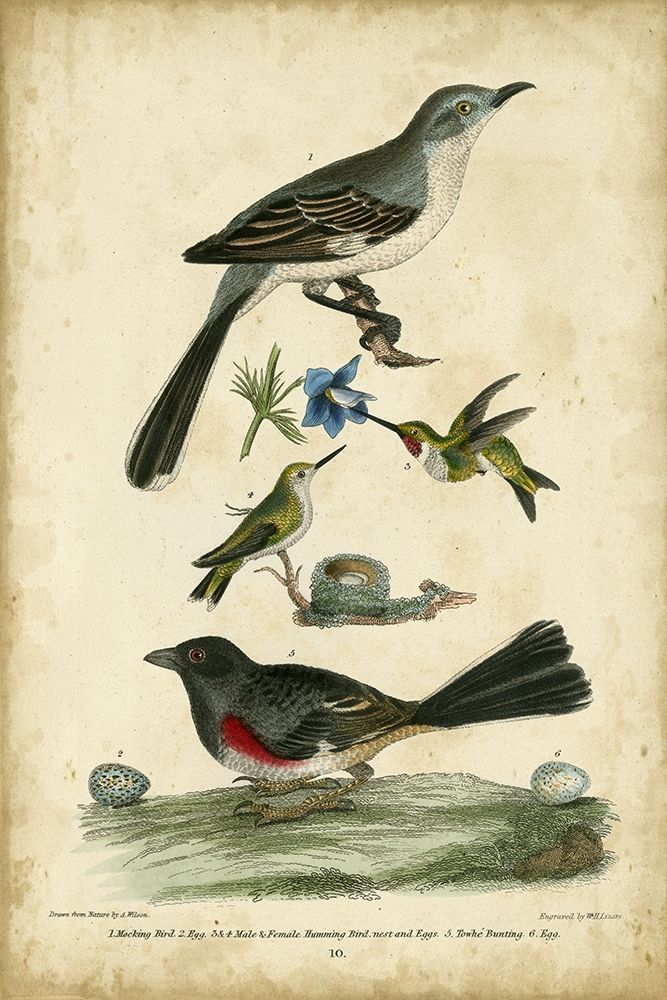 Wilsons Mockingbird