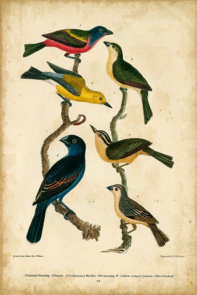 Wilsons Painted Bunting