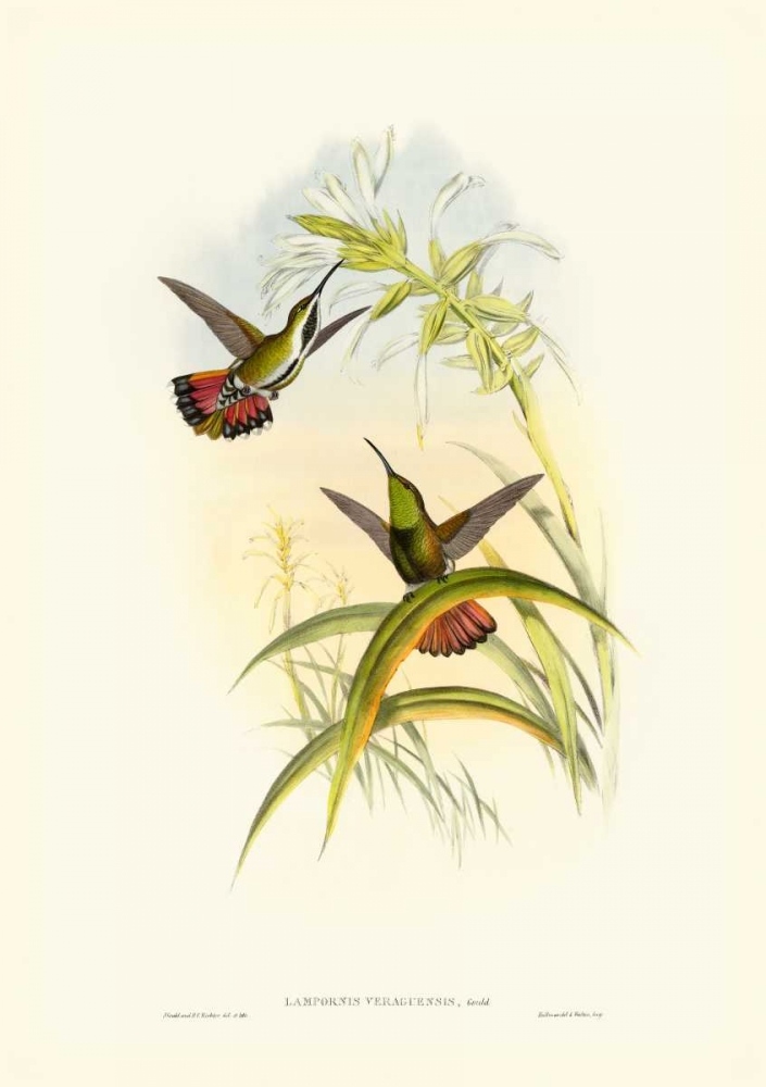 Gould Hummingbird I