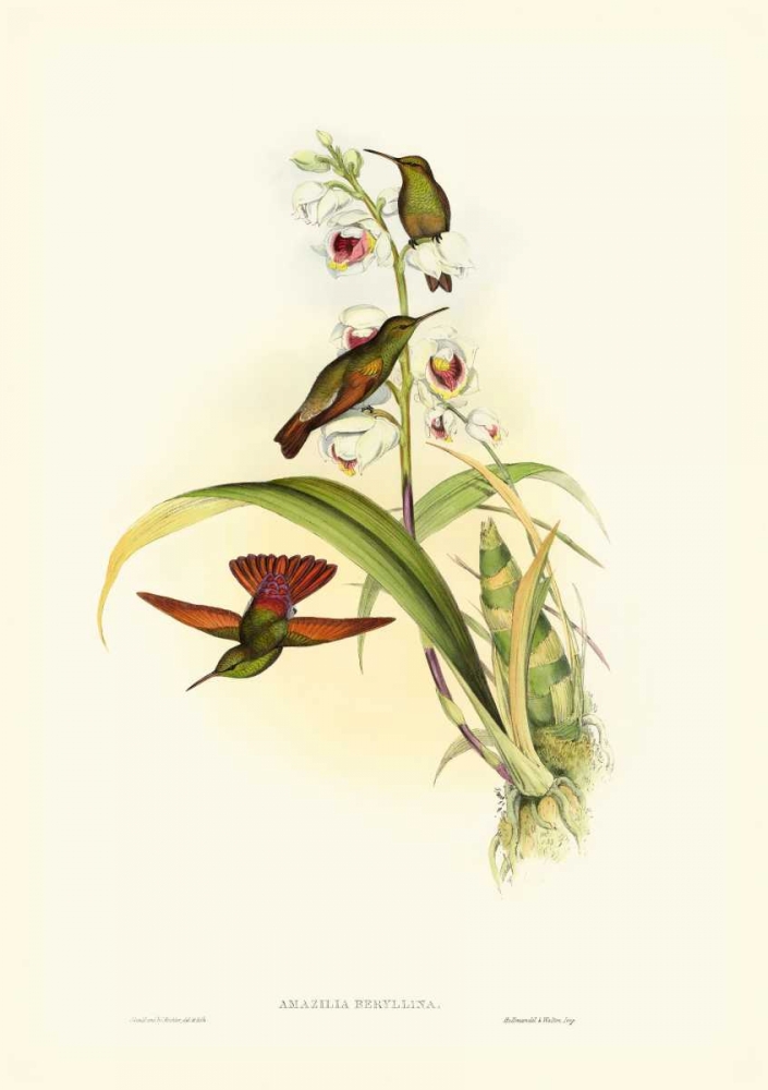 Gould Hummingbird II