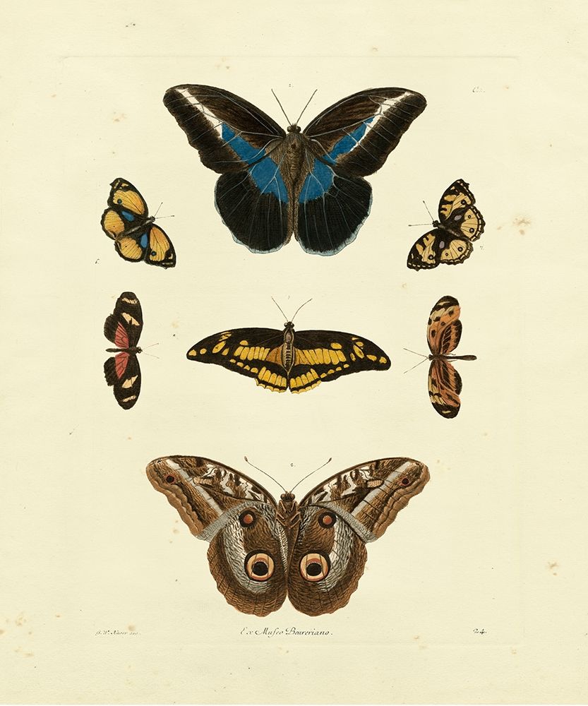 Knorr Butterflies I