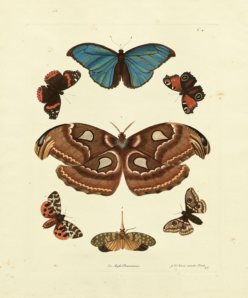 Knorr Butterflies II