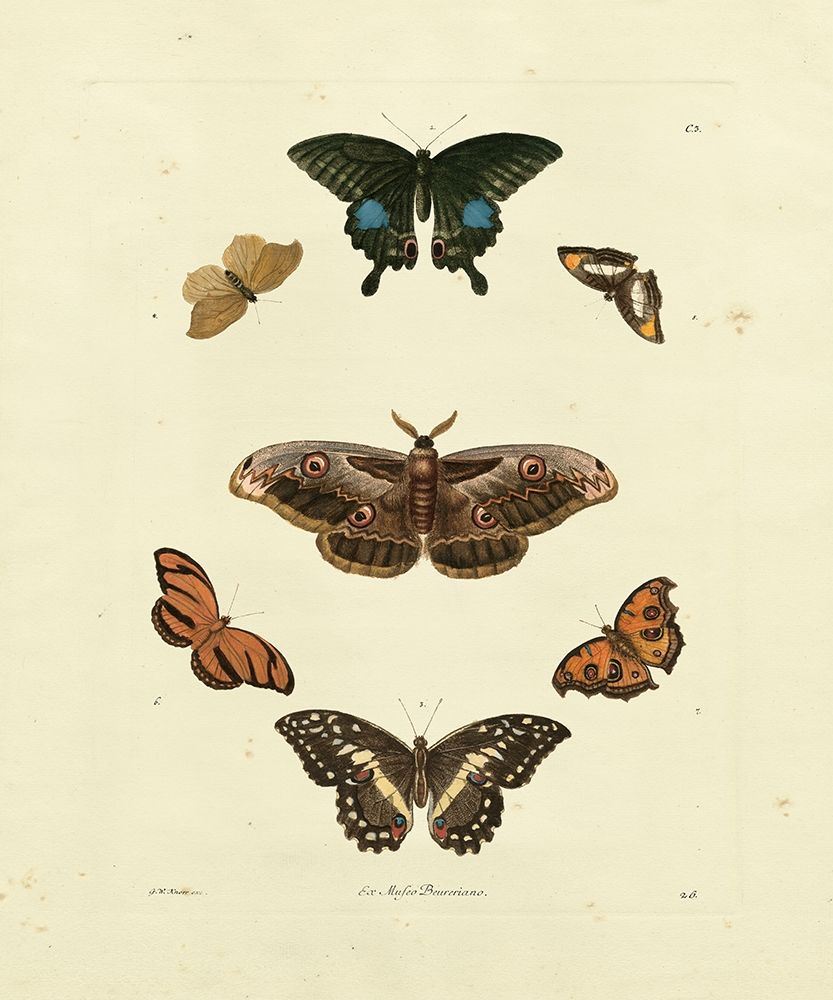 Knorr Butterflies III