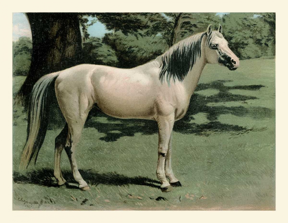 Cassells Horse I