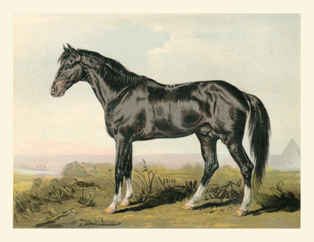 Cassells Horse II