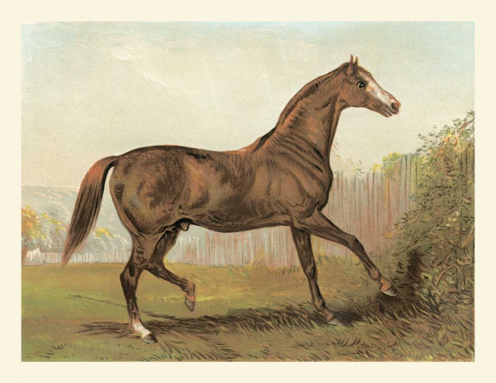 Cassells Horse III