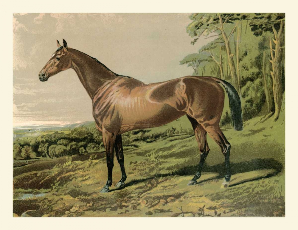 Cassells Horse IV