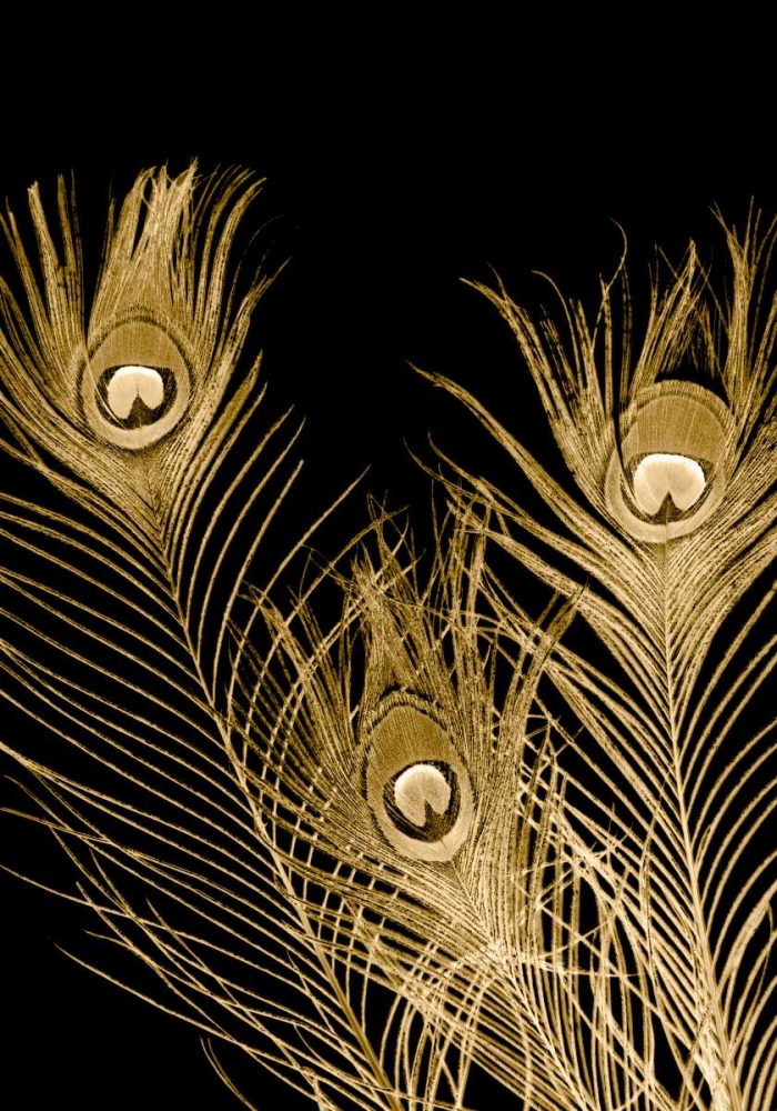 Plumes Dor I