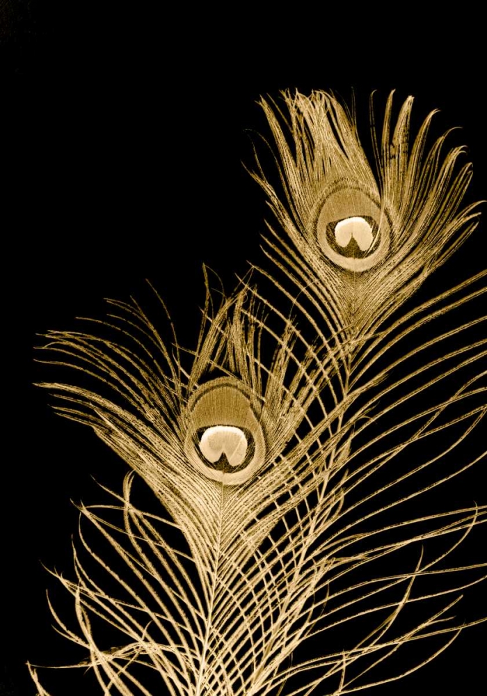 Plumes Dor II