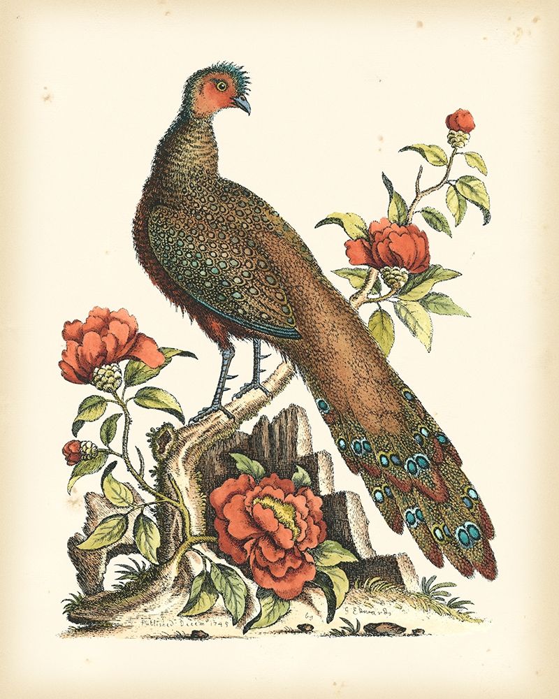 Regal Pheasants III