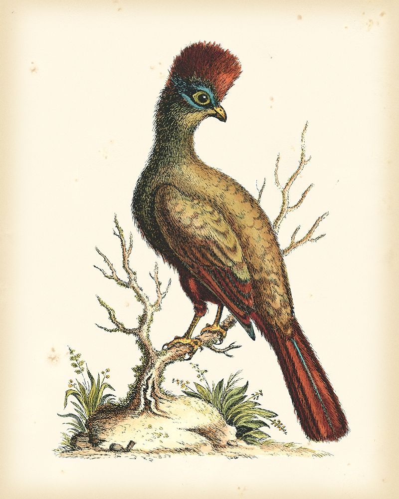 Regal Pheasants IV