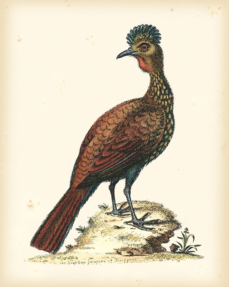 Regal Pheasants V