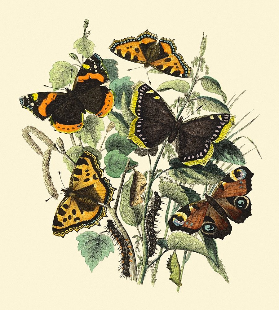 Butterfly Gathering II
