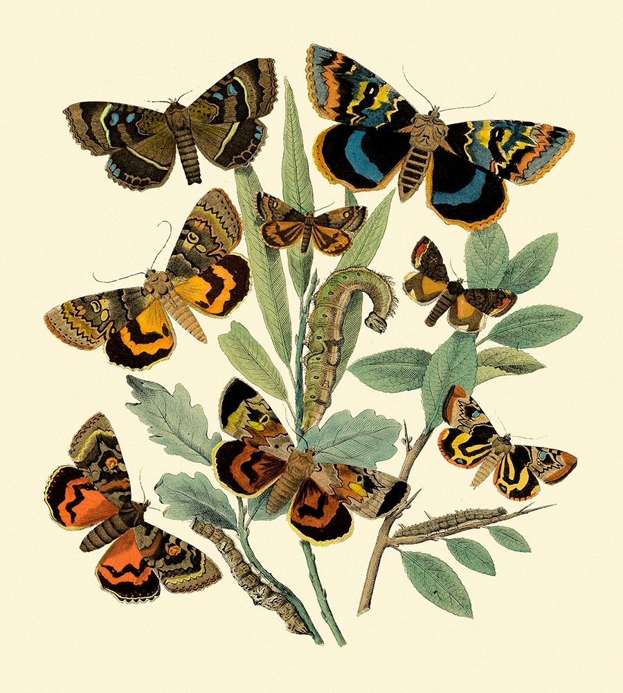 Butterfly Gathering III