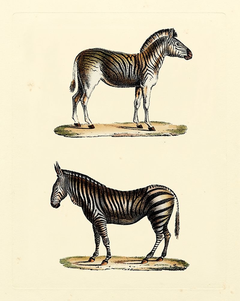 Animal Studies I